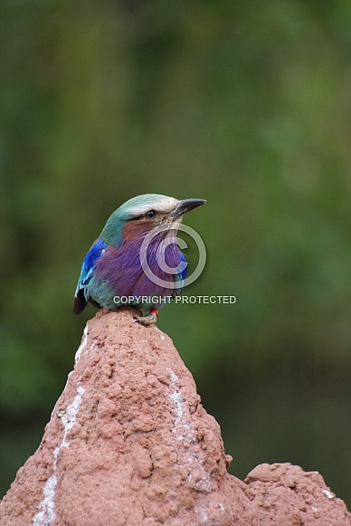 Lilac Breasted Roller