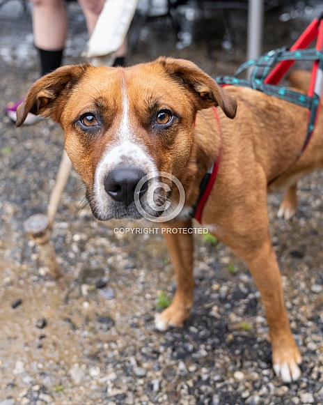 Pitbull dog looking up at the camera