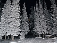 Moonlight shining on the frosty trees
