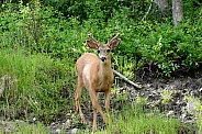Mule Deer - bucks with velvet covered antlers