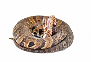 Florida cottonmouth snake - Agkistrodon conanti - is a species of venomous snake, a pit viper. coiled in defense posture with mouth open.  isolated on white background