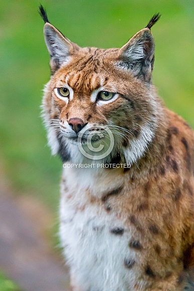 Lynx Lynx