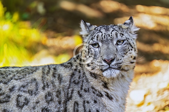 Snow leopard portrait Snow leopard portrait