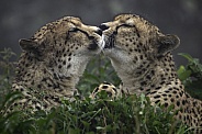 Two Cheetahs Face To Face.