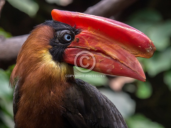 Rufous hornbill (Buceros hydrocorax)