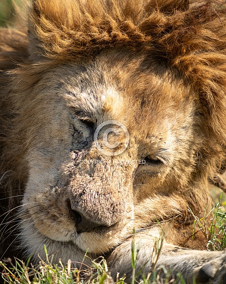Extreme close up of a lion in the grass