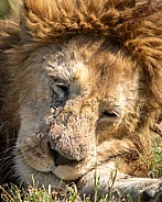 Extreme close up of a lion in the grass