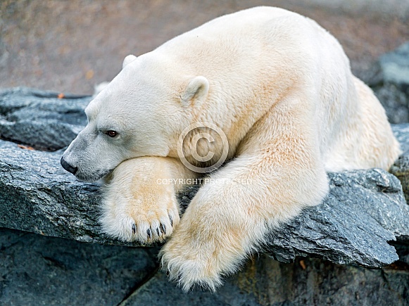 Polar Bear Polar Bear