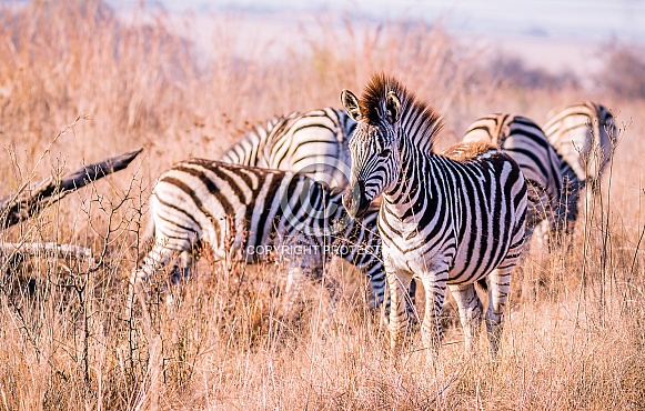 Zebra