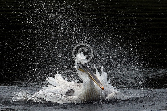 Dalmatian pelican Dalmatian pelican