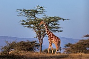 Reticulated Giraffe