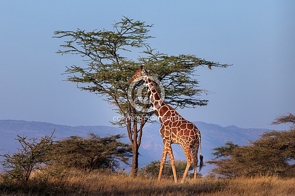 Reticulated Giraffe