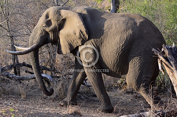 Elephant