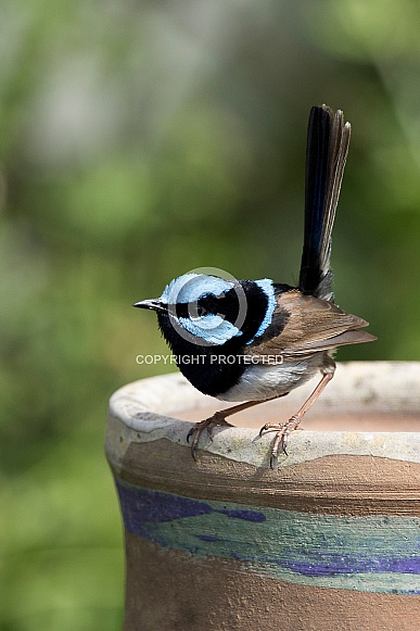 Superb fairy-wren (wild).