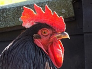 Black Australorp cockerel