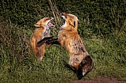 Red Fox-Red Fox Discussion
