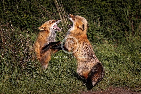 Red Fox-Red Fox Discussion