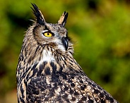 Eurasian Eagle Owl