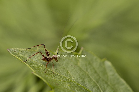 Katydid nymph.