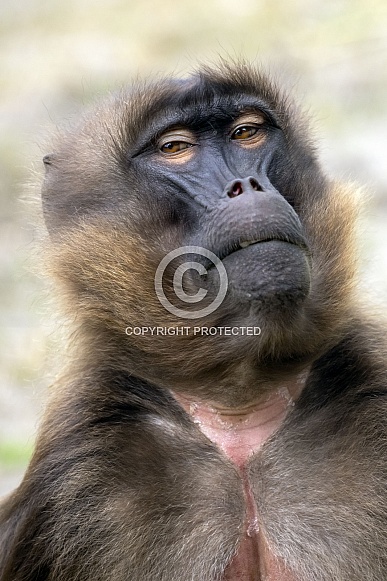 Gelada (Theropithecus gelada)