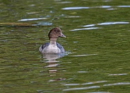 Female Goldeneye Duck