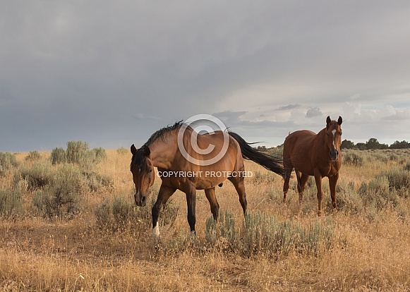 Equus caballus, horse