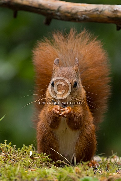 Red Squirrel