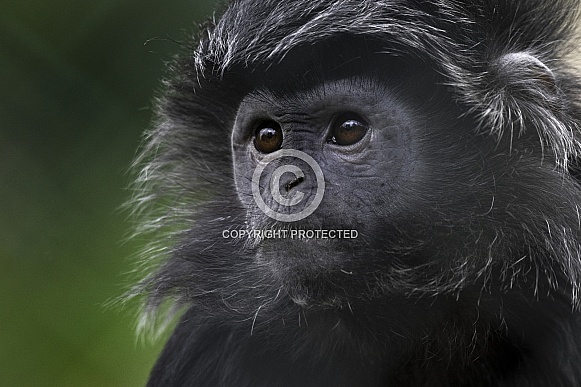 Male Javan Langur Head Shot