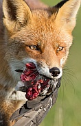 Red Fox and a prey