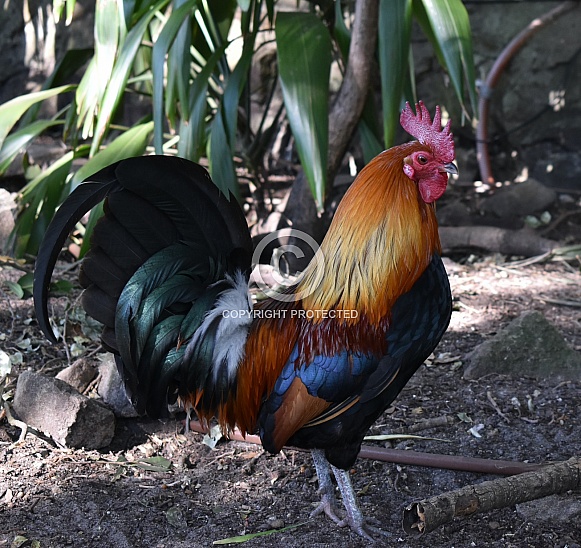 Proud Rooster
