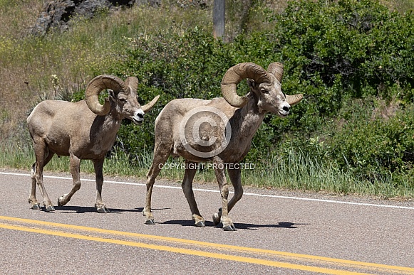 Big Horn Rams