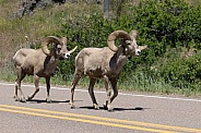 Big Horn Rams