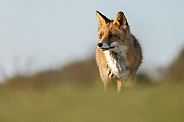 Red Fox