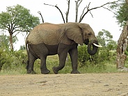 African Elephant