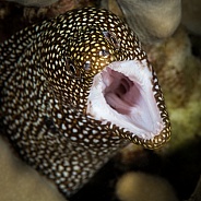 Whitemouth Moray Eel