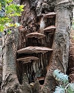 Fungi in tree trunk