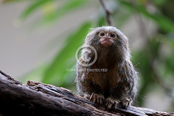 Eastern pygmy marmoset (Cebuella niveiventris)