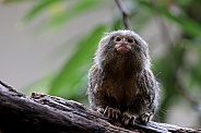 Eastern pygmy marmoset (Cebuella niveiventris)