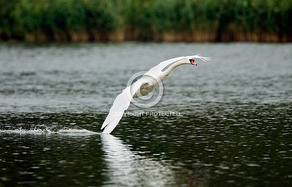 Swan Swan