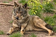 Iberian Wolf Full Body Lying Down