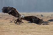 White tailed eagle or European Eagle