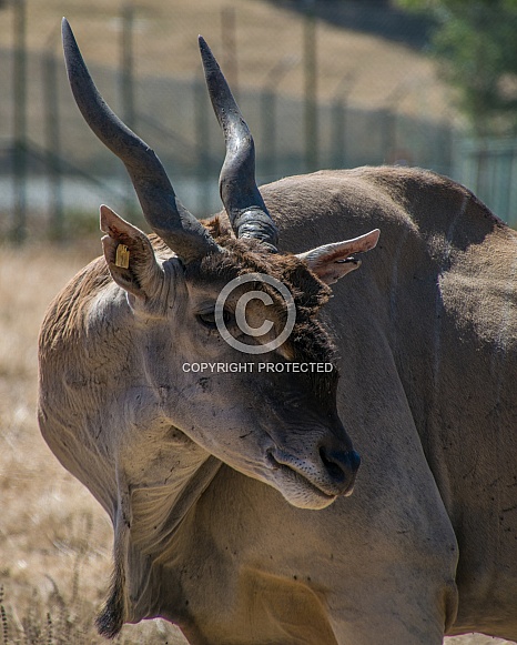 Eland Eland