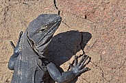 Spinytail Iguana