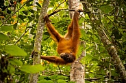 Sumatran orangutan in the jungle.