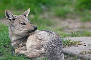 Side-Striped Jackal