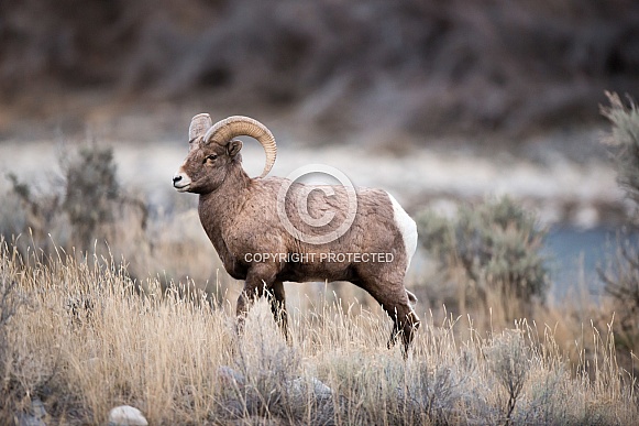 Big horn sheep (wild) Big horn sheep (wild)