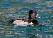 Drake Ring-necked Duck