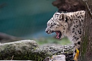 Snow leopard cub