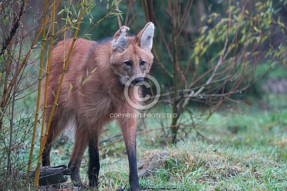 Maned Wolf