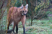 Maned Wolf